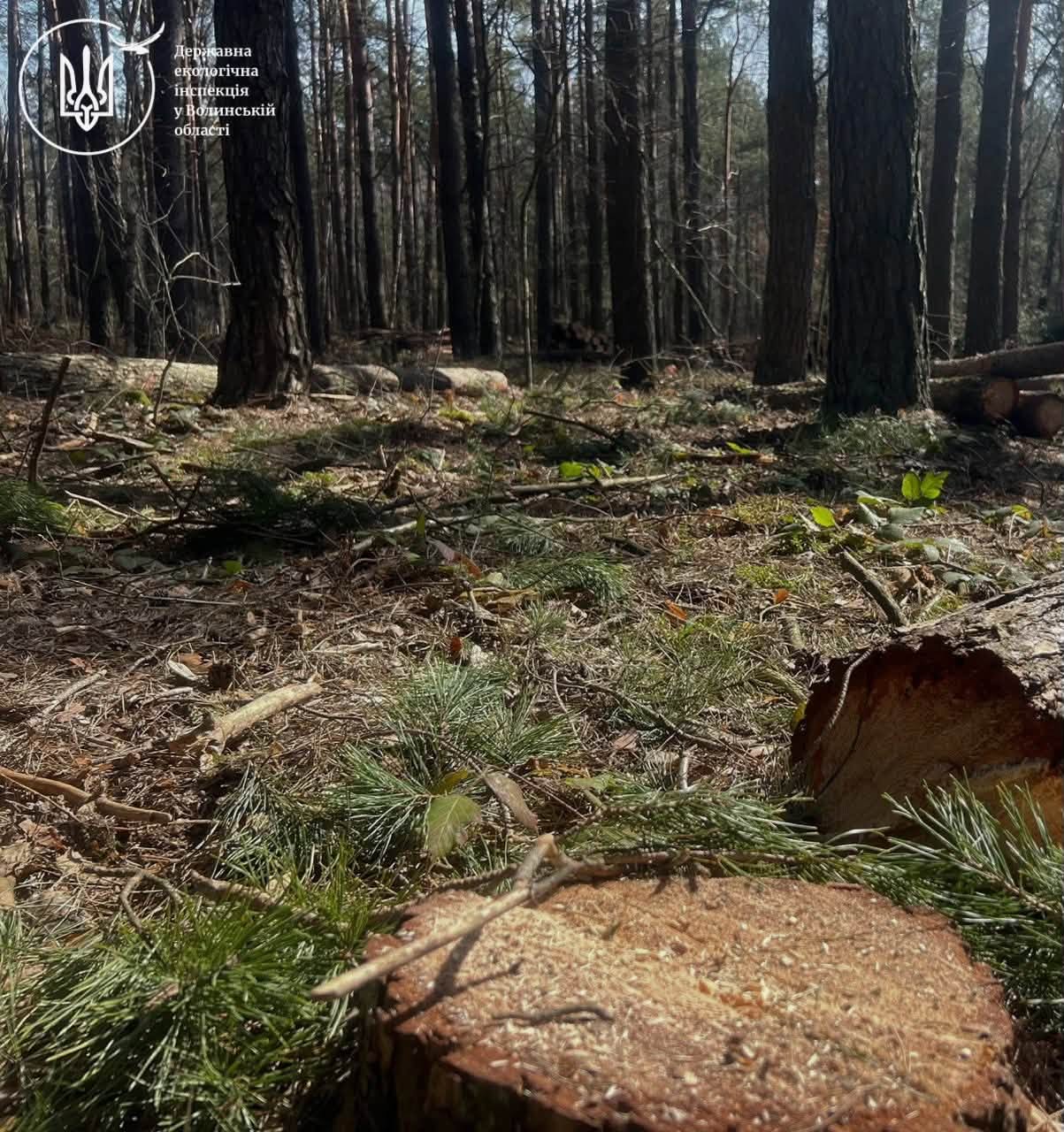 На Волині виявили незаконну порубку на майже 10 млн грн