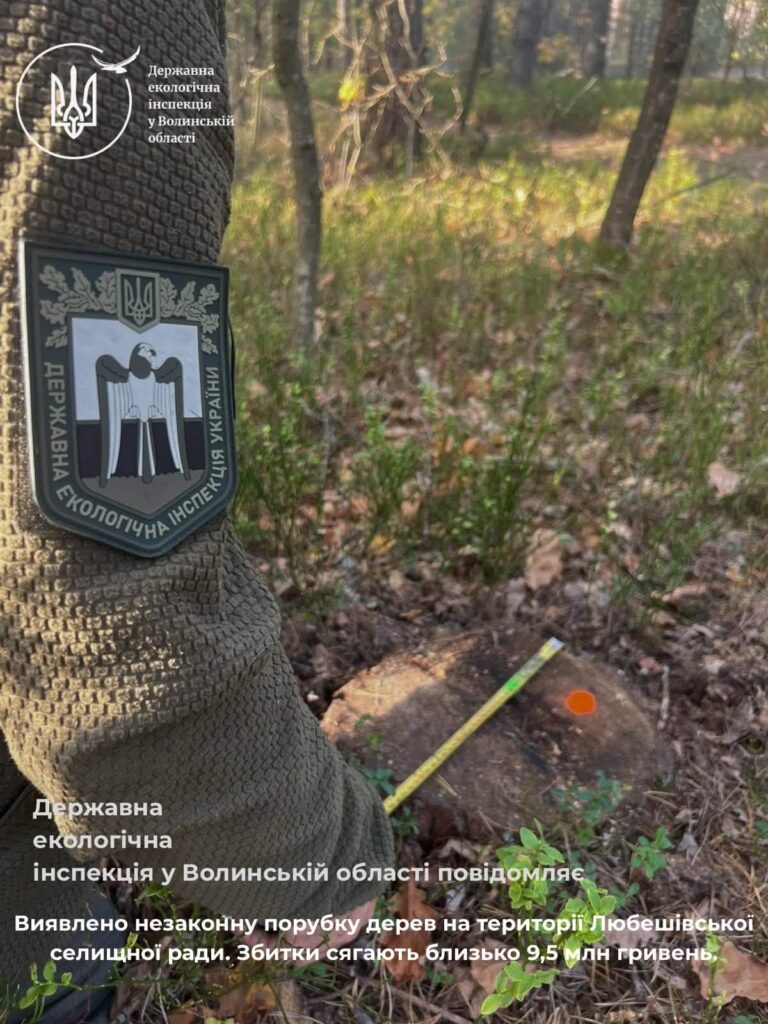 На Волині виявили незаконну порубку на майже 10 млн грн